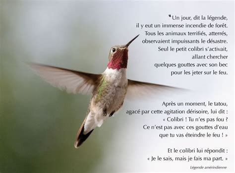  Le Chant du Colibri et ses Nuances Vibrantes