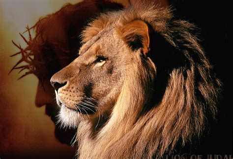  Le Lion de Judah : Un Portrait Animalier à la fois Fier et Tendre ?