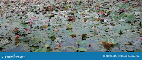 Le lac au lotus : Un tableau vibrant et captivant révélant la beauté sereine de l'Inde rurale!