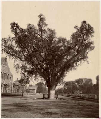 The Washington Elm : Symbole Résistant de l'Histoire Américaine et Délicat Portrait d'un Arbre Ancienne!