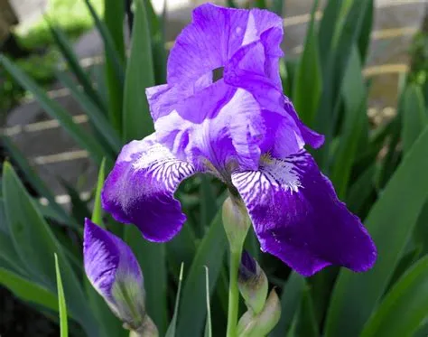  The Black Iris : Une Ode Vibrant à la Beauté Éphémère !